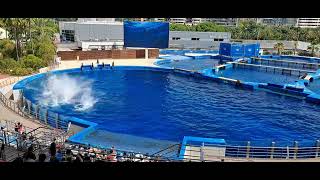 Dolphinarium 🤫 [upl. by Anola]