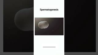 Espermatogenesis aprendizaje cienciaencasa embriologia [upl. by Eniladam]