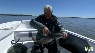 Armored Catfish Defenses Reveal River Predators  River Monsters [upl. by Odoric]