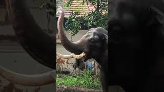 Tusker sprinkling waterplz subscribe for more videos [upl. by Bresee858]