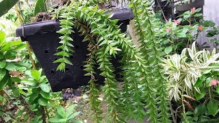 Lycopodium Phlegmaria  Huperzia phlegmaria  Exotic Fern Plant  Tassel Fern [upl. by Paymar]