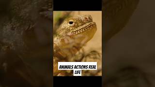 Animals leave from dangerous animals howtomakechickenathome relaxingmusic animation wildlife [upl. by Eniawd]