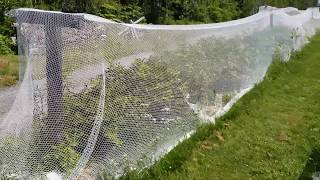 Chat About Bird Netting on Haskap Plants [upl. by Nima]