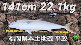 2024 福岡地磯青物 平政 22kg突破！ sonio100M ラピード190 ロックショア ヒラマサ 青物 ショアマサ 福岡釣り kingfish [upl. by Adnhoj]