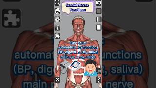 Cranial Nerve Functions  Neuroanatomy medical 3d head neck nerves anatomy shorts [upl. by Eiramesor]