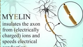 What is the Purpose of Myelin Sheath [upl. by Inar]