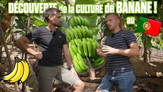 🍌 🤠BANANE sur LILE DE MADERE au PORTUGAL 🇵🇹  VACANCES ✌🏻😎 [upl. by Ecidnarb]