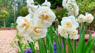 My Garden Diary  Potted Daffodils  Bridal Crown and Yellow Cheerfulness narcissus [upl. by Lockhart]