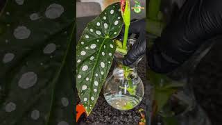 Houseplant Water Propagation  Begonia Maculata houseplant begonia thegreenearth [upl. by Shaver]