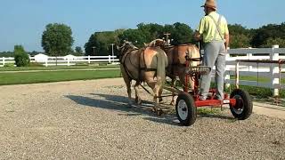 5 yr old Haflinger gelding team driving early August [upl. by Kashden]