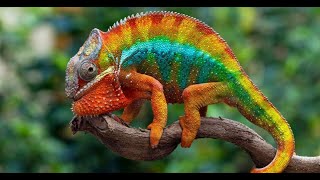 Chameleons and Chromatophores The Science Behind Their ColorChanging Magic [upl. by Sampson]