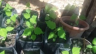 Planting of Gmelina Arborea  Step by Step [upl. by Johnath184]