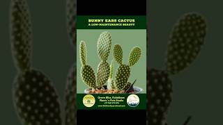 Bunny Ears Cactus  Plants Collection  The Himalayan Retreat  Kolakham [upl. by Taub]