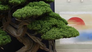 Taikanten Bonsai exhibition Kyoto [upl. by Urata]