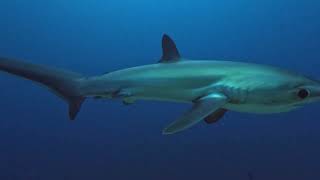 Thresher Sharks [upl. by Dolores]