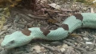 Banded Rock Rattlesnake at San Antonio Zoo [upl. by Joub141]