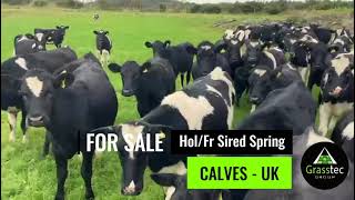 Holstein Friesian Sired Spring Calves Low Risk TB Area  UK [upl. by Eceinahs]