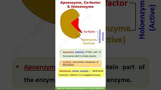 Apoenzyme  Cofactor  Holoenzyme shorts [upl. by Norbel]