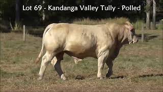 Lot 69 Kandanga Valley Tully  Polled Charbray  Selling 3rd August 2024 [upl. by Eizle]