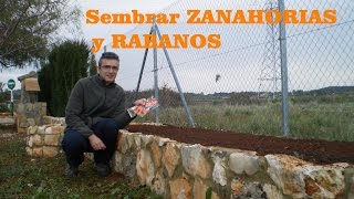 Sembrar zanahorias y rábanos en el huerto [upl. by Beore]