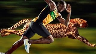 Usain Bolt Vs Cheetah [upl. by Kara-Lynn913]