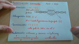 Transcripción del ADN en eucariotas [upl. by Aihsatal]