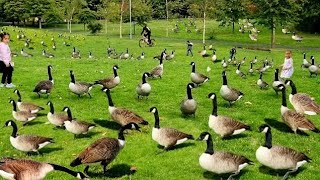 Geese Honking Canada Geese Sounds in Large Space Park With Hunderds Of Geese Make Joyful Noise [upl. by Ardnoek]