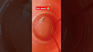 😭😭fish death thefishfans fish aquarium fishtank goldfish aqurium machli fishing fishdeath [upl. by Phaih]