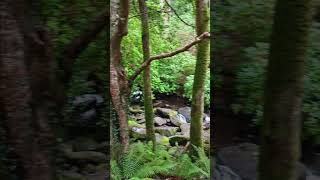 Killarney national park waterfall [upl. by Lucy222]