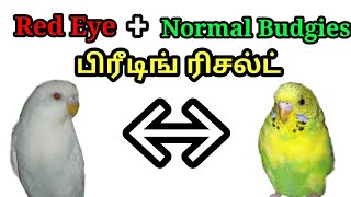 Ino Budgies And Normal Budgies cross Breeding Results IN தமிழ் [upl. by Oijile]