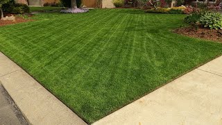 Overseeding My Cool Season Lawn In Spring With Turf Type Tall Fescue [upl. by Arodoet132]