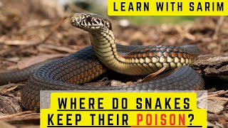 Where do snakes keep their poison  Snake Poison  Children asked Questions  Learn with Sarim [upl. by Devad]