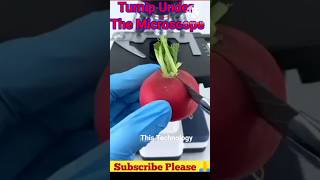 Turnip Under The Microscope thistechnology facts microscope funny shoets microfacts viral [upl. by Drain]