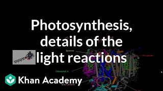 Photosynthesis Light Reactions and Photophosphorylation [upl. by Aikel]