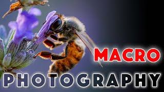 Macro Photography Where to start [upl. by Nygem19]