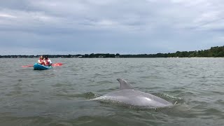 Embark on a kayak Dolphin Tour  Virginia Beach activities [upl. by Valer]