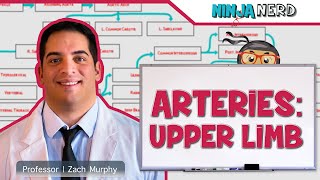 Circulatory System  Arteries of the Upper Limb  Flow Chart [upl. by Wren734]