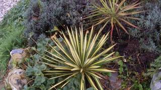 Yucca filamentosa Golden sword [upl. by Nidak]