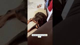 Fart Prank on Cats and Dogs funny viralvideo funnyshorts viralshort comedyvideos viral [upl. by Pich]