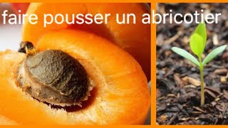 COMMENT FAIRE GERMER UN NOYAU D’ABRICOT 🍑 faire pousser un abricotier [upl. by Ocirled428]