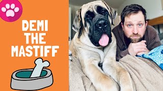 English Mastiff Dogs Are The BEST Here’s Why [upl. by Belamy]