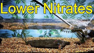 Aquarium nitrate Lowered Heres how [upl. by Sandra]