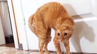 Funny Scaredy Cats Compilation  READ DESCRIPTION 👇🔥 [upl. by Mabelle]