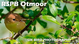 Bird Photography at RSPB Otmoor with the Sony A7IV amp Sony FE 200600mm F5663 G OSS [upl. by Gean]