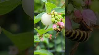 wasps and bees drinking on flowers shorts short nature bugs wasp [upl. by Rennane]