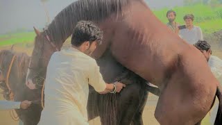 Horse Breeding First Time Female Horse Complete Meeting How To Mating Horses [upl. by Esetal]