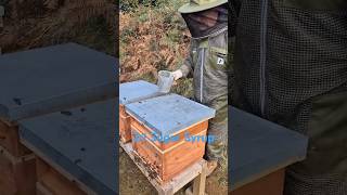 Feeding Bees getting them ready for Winter beekeeping honey beeslife shorts honey beehive [upl. by Dori843]