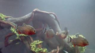 8 Red Bellied Piranhas Eat Large Goldfish amp 20 gallon update [upl. by Rex]