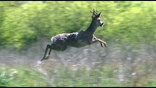 Our Most Amazing Deer Rescue Ever  Full Length [upl. by Gram]