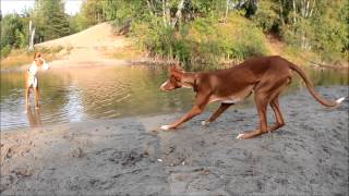 PODENCO IBICENCO  Ibizan hounds playing in the forest [upl. by Kelula39]